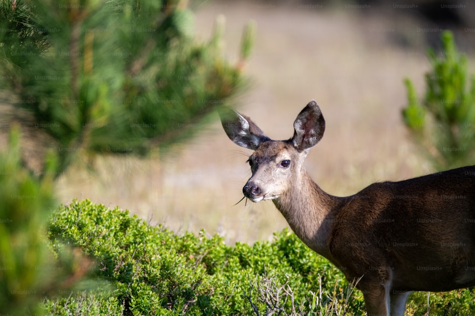Mule deer buck in velvet in open sagebrush terrain during early archery season