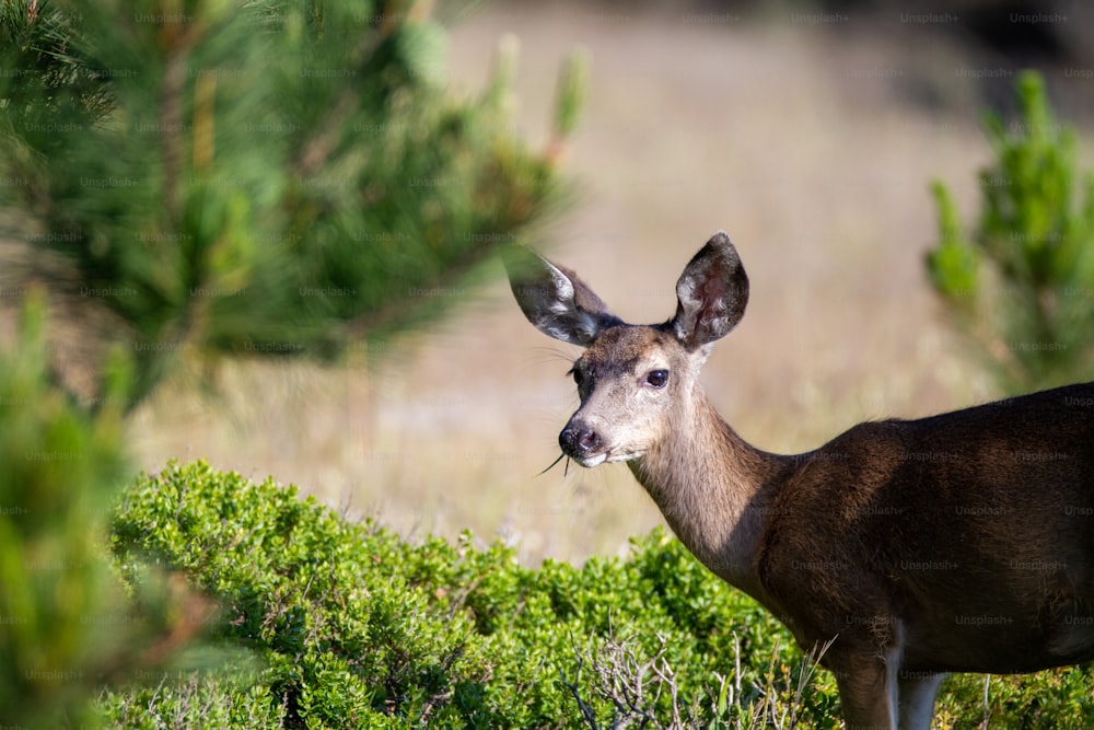 a deer is standing in a field of grass