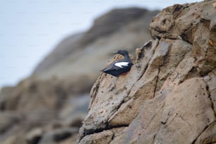 a black and white bird sitting on top of a rock