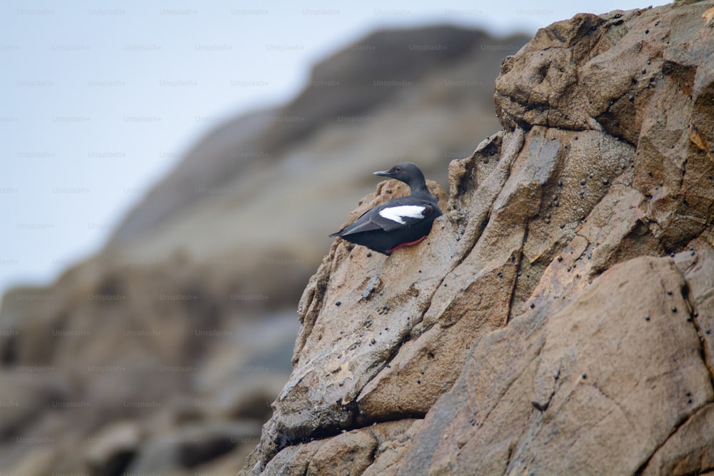 um pássaro preto e branco sentado em cima de uma rocha