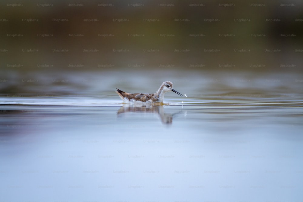 Un pato flotando sobre un cuerpo de agua