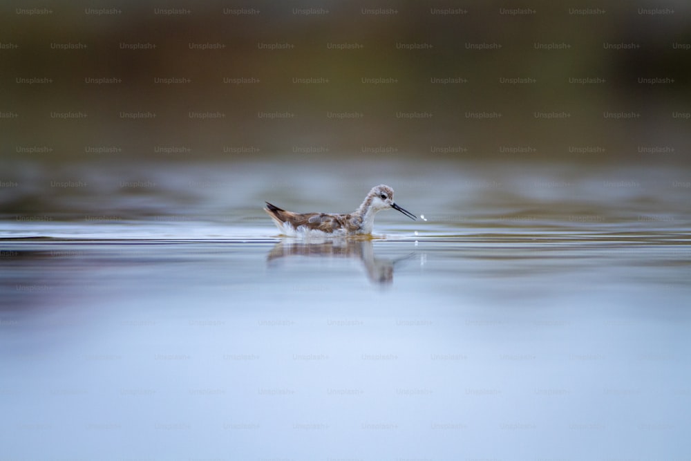un canard flottant au-dessus d’un plan d’eau