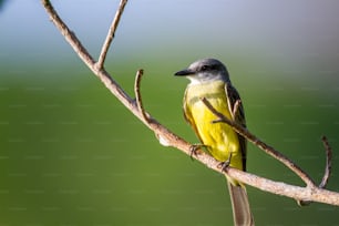 Un piccolo uccello giallo appollaiato su un ramo dell'albero