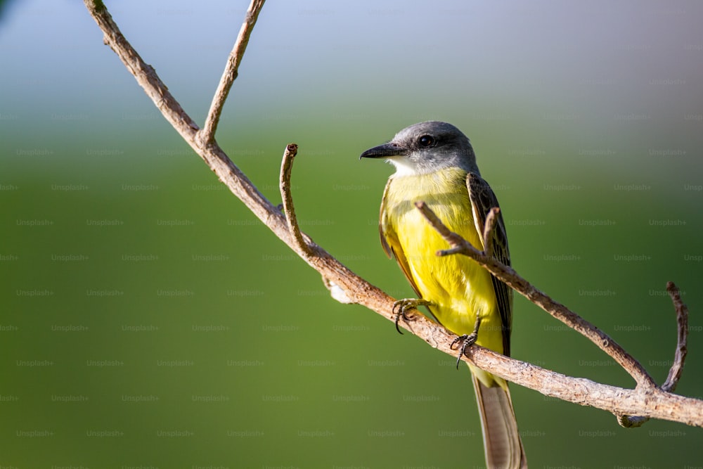 Ein kleiner gelber Vogel sitzt auf einem Ast