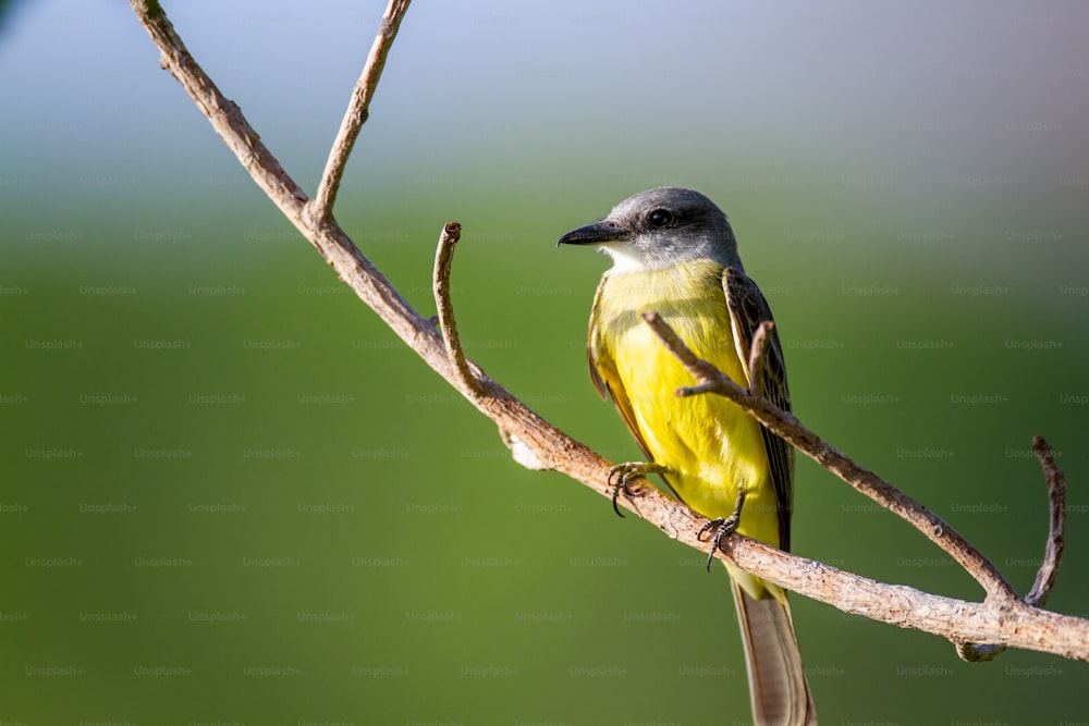 a small yellow bird perched on a tree branch