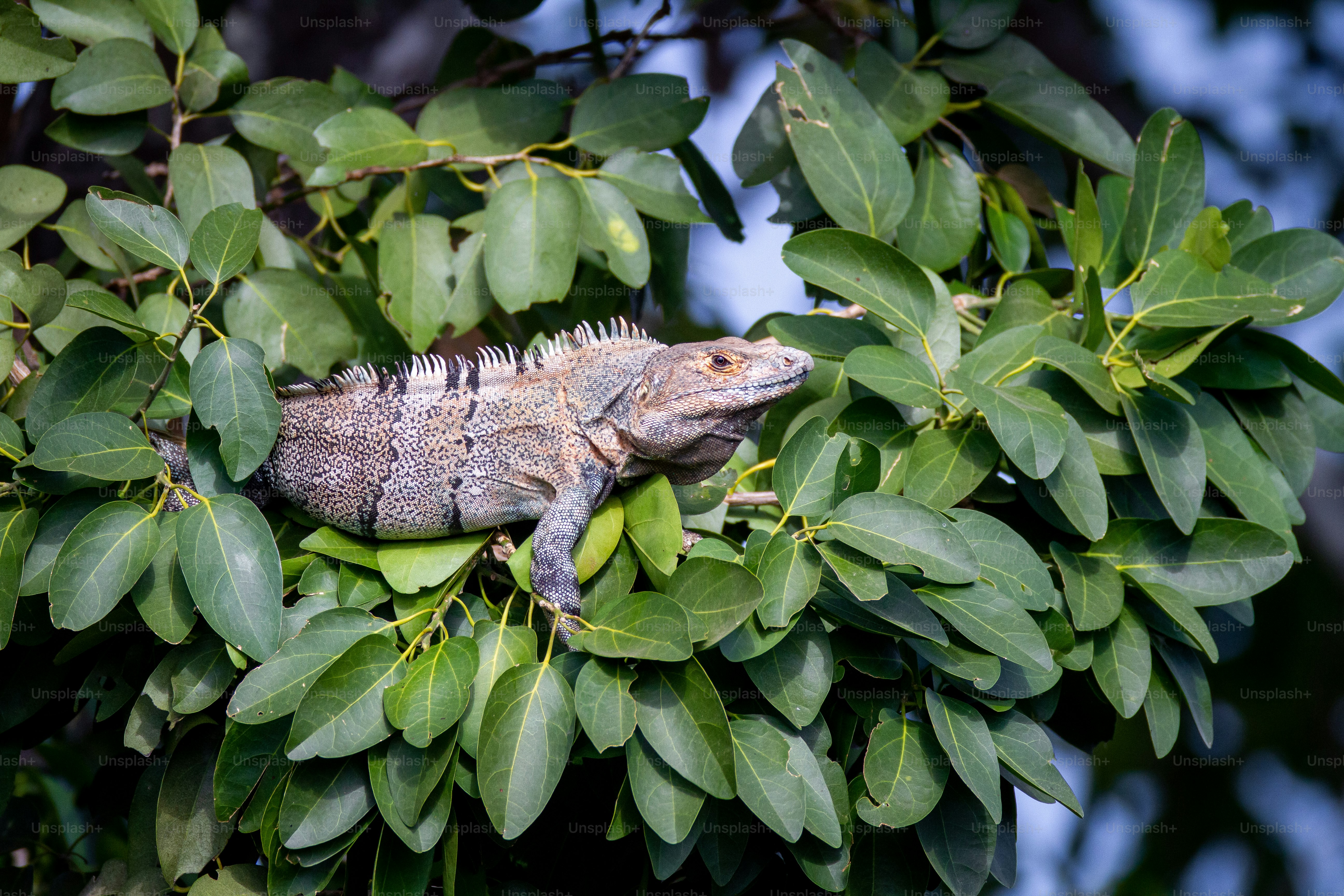 a lizard is sitting on a branch of a tree