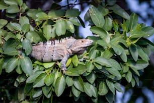 a lizard is sitting on a branch of a tree