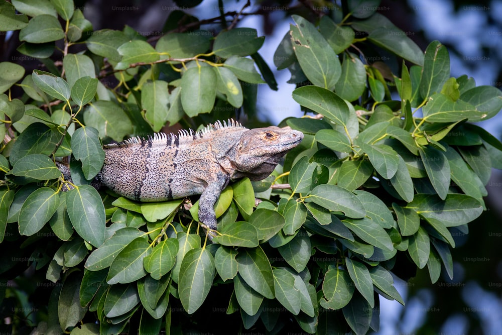 um lagarto está sentado em um galho de uma árvore