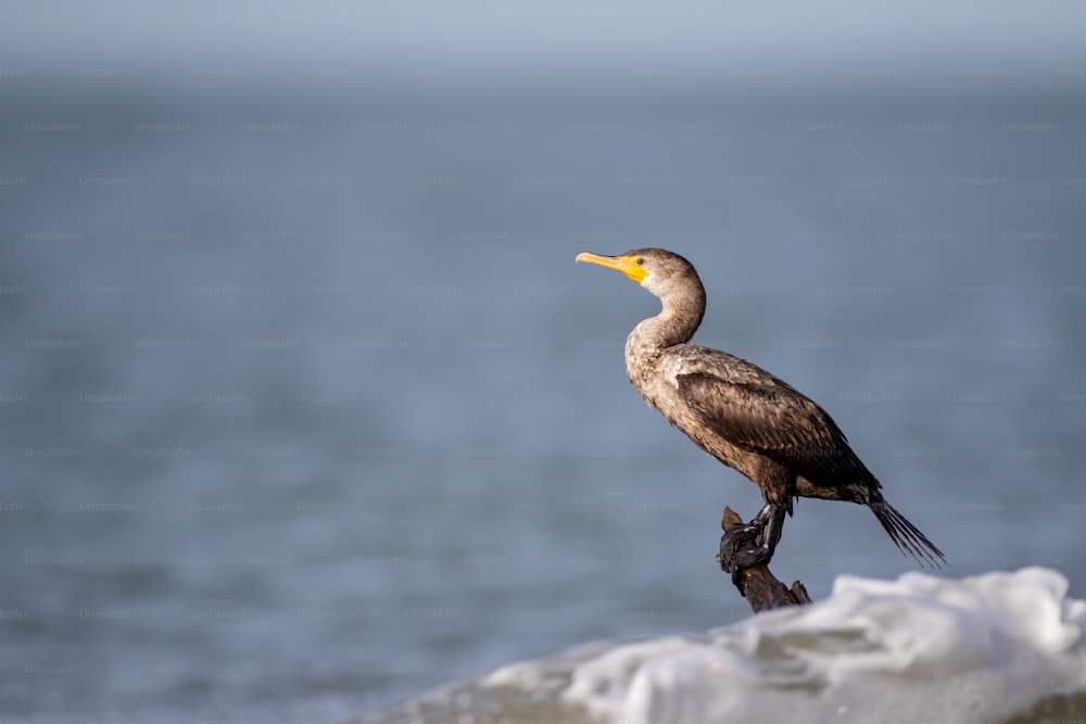 Un oiseau assis au sommet d’un rocher près de l’océan