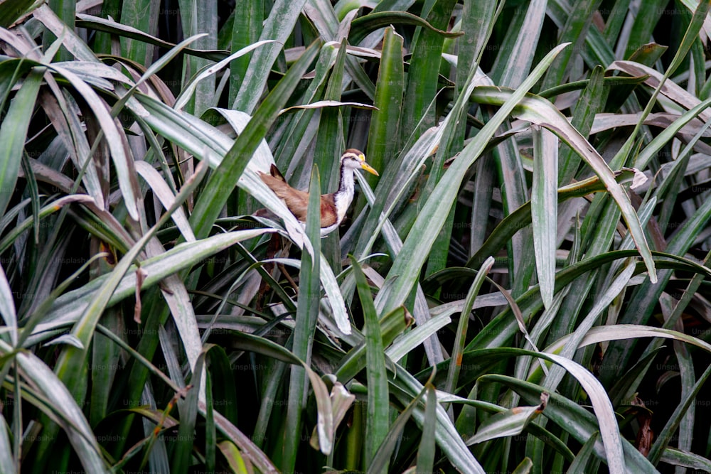 Ein Vogel sitzt im hohen Gras