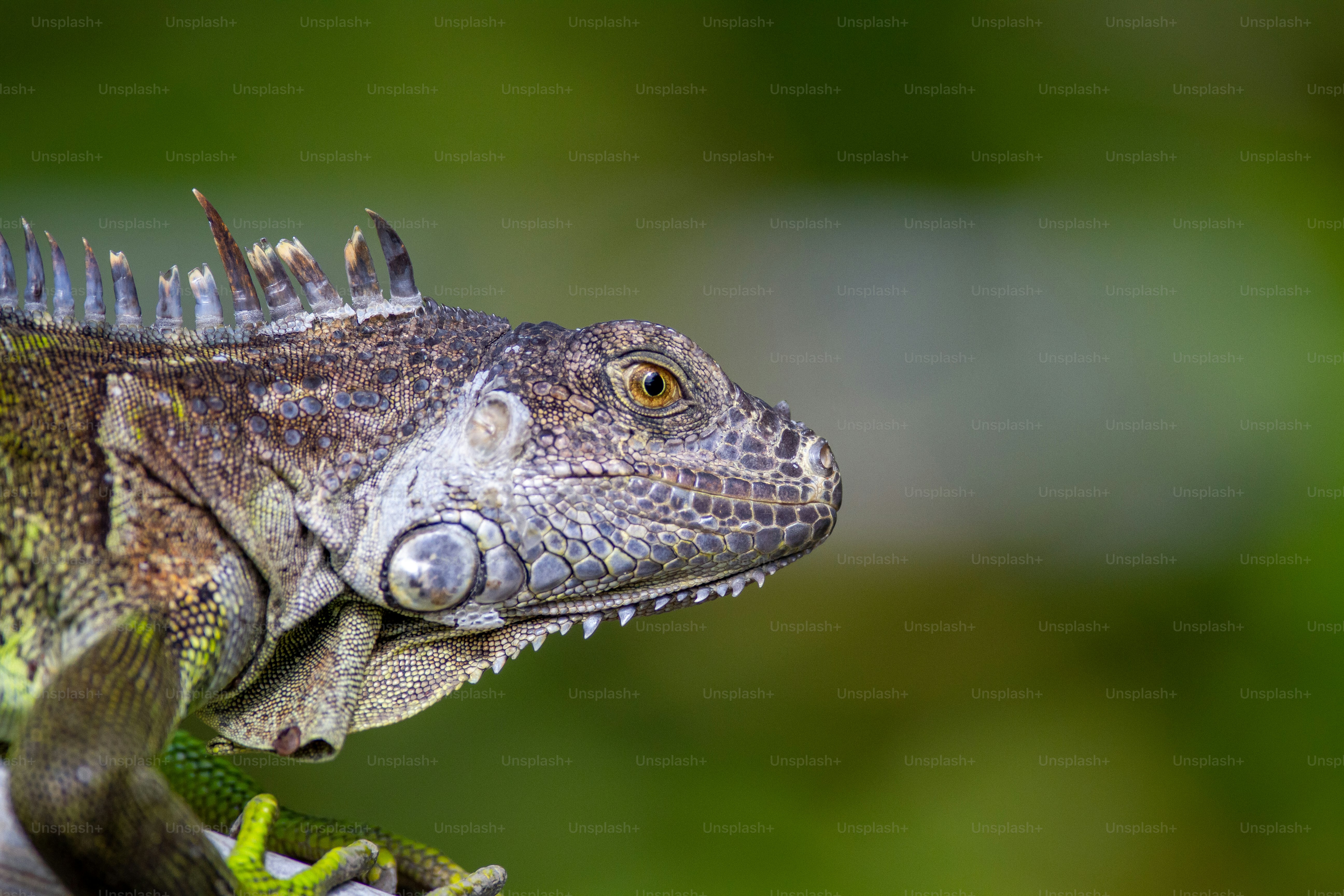 a close up of a lizard on a branch