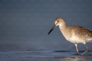 Un pájaro marrón y blanco parado en la cima de una playa