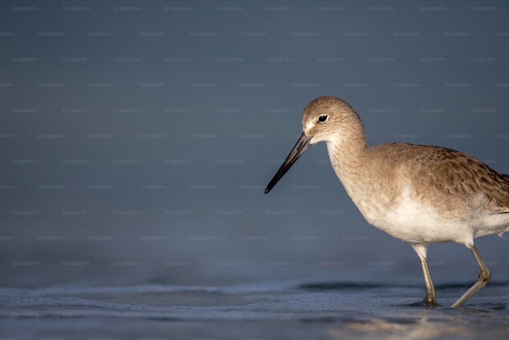 a brown and white bird standing on top of a beach