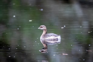 a duck floating on top of a body of water