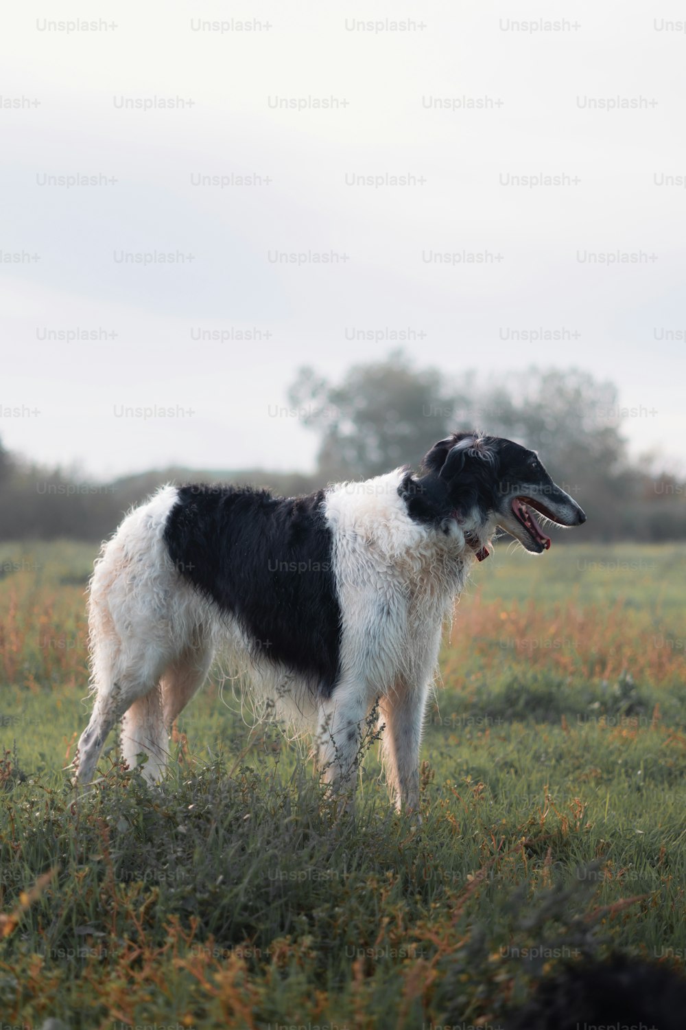 um cão preto e branco em pé em um campo