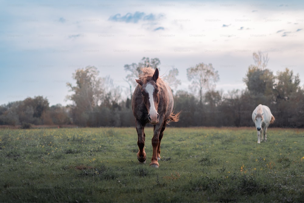 a horse and a horse grazing in a field