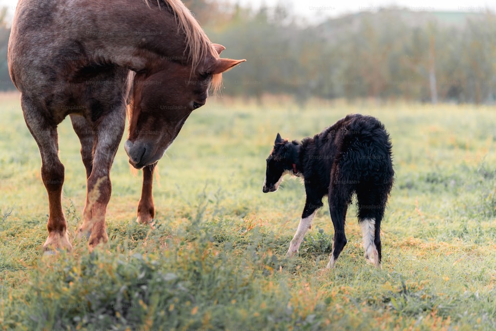 um cavalo bebê ao lado de um cavalo adulto