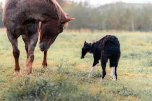 a baby horse standing next to an adult horse