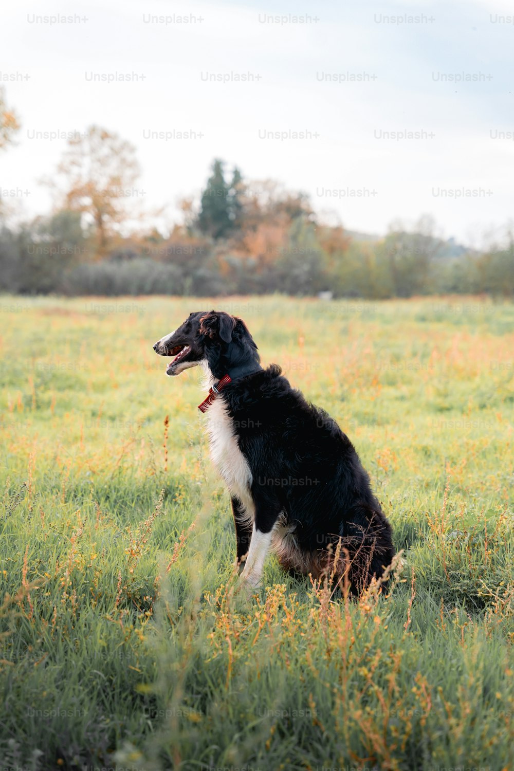 a black and white dog sitting in a field