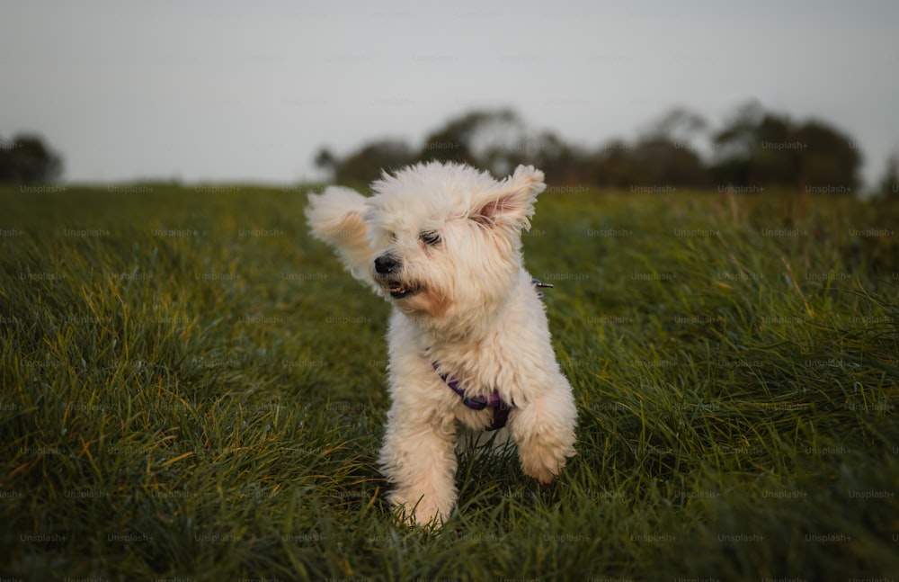 um pequeno cão branco correndo por um campo gramado