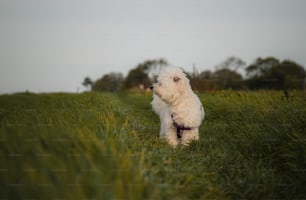 緑豊かな野原の上に立つ小さな白い犬
