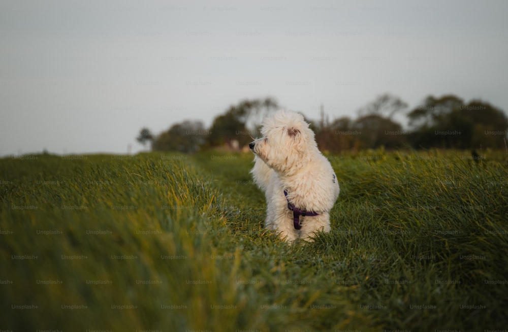 a small white dog standing on top of a lush green field