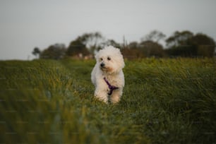 緑豊かな野原を歩く小さな白い犬