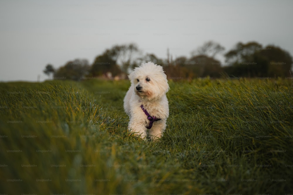 Un pequeño perro blanco caminando por un exuberante campo verde