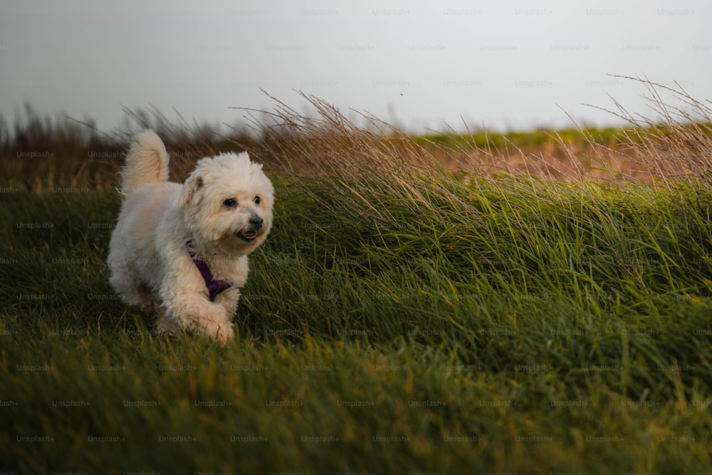 Ein kleiner weißer Hund, der durch ein üppig grünes Feld geht