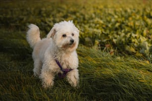 um pequeno cão branco em cima de um campo verde exuberante