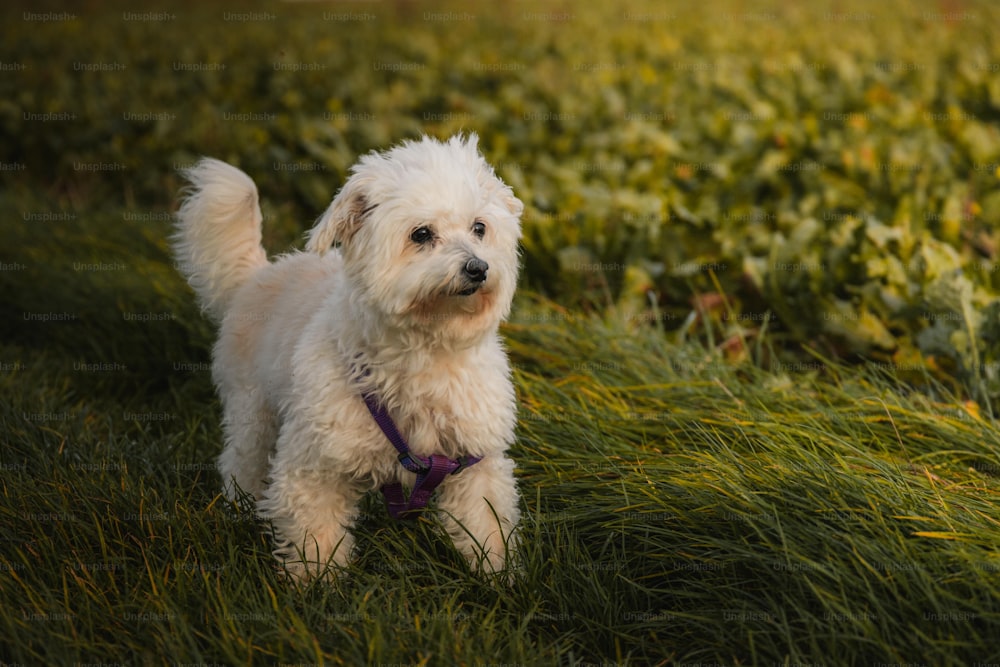 Un piccolo cane bianco in piedi in cima a un campo verde lussureggiante