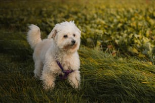 a small white dog standing on top of a lush green field