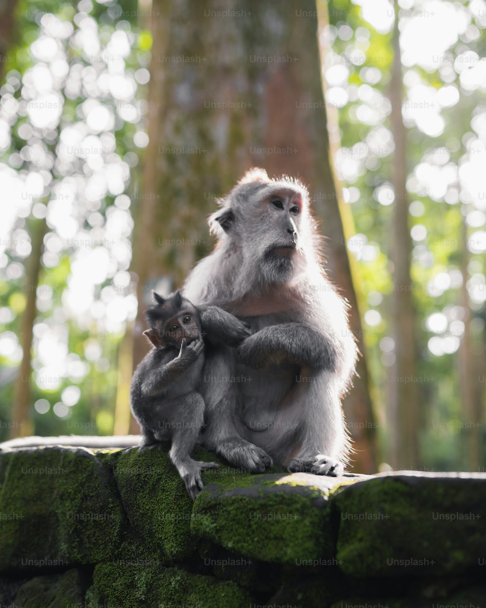 uma mãe e um bebê macaco sentados em uma rocha