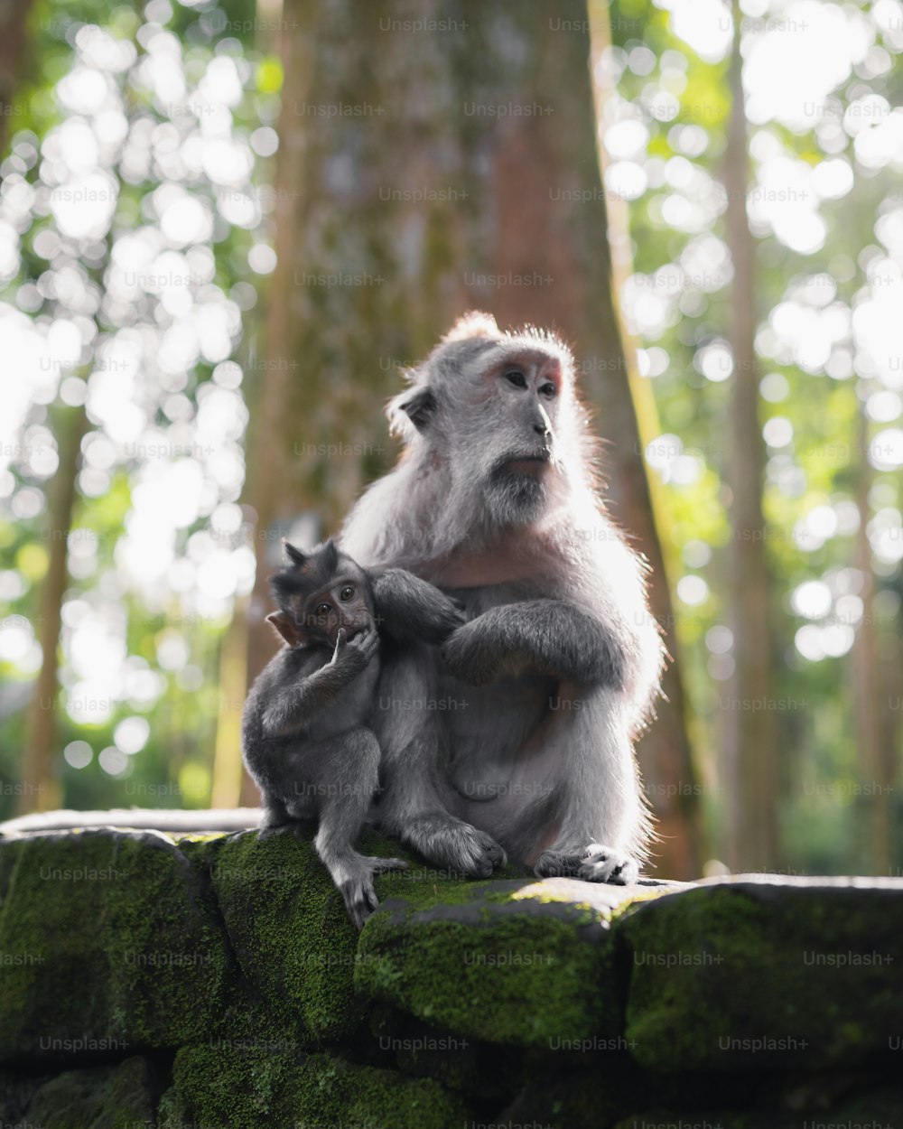 a mother and baby monkey sitting on a rock