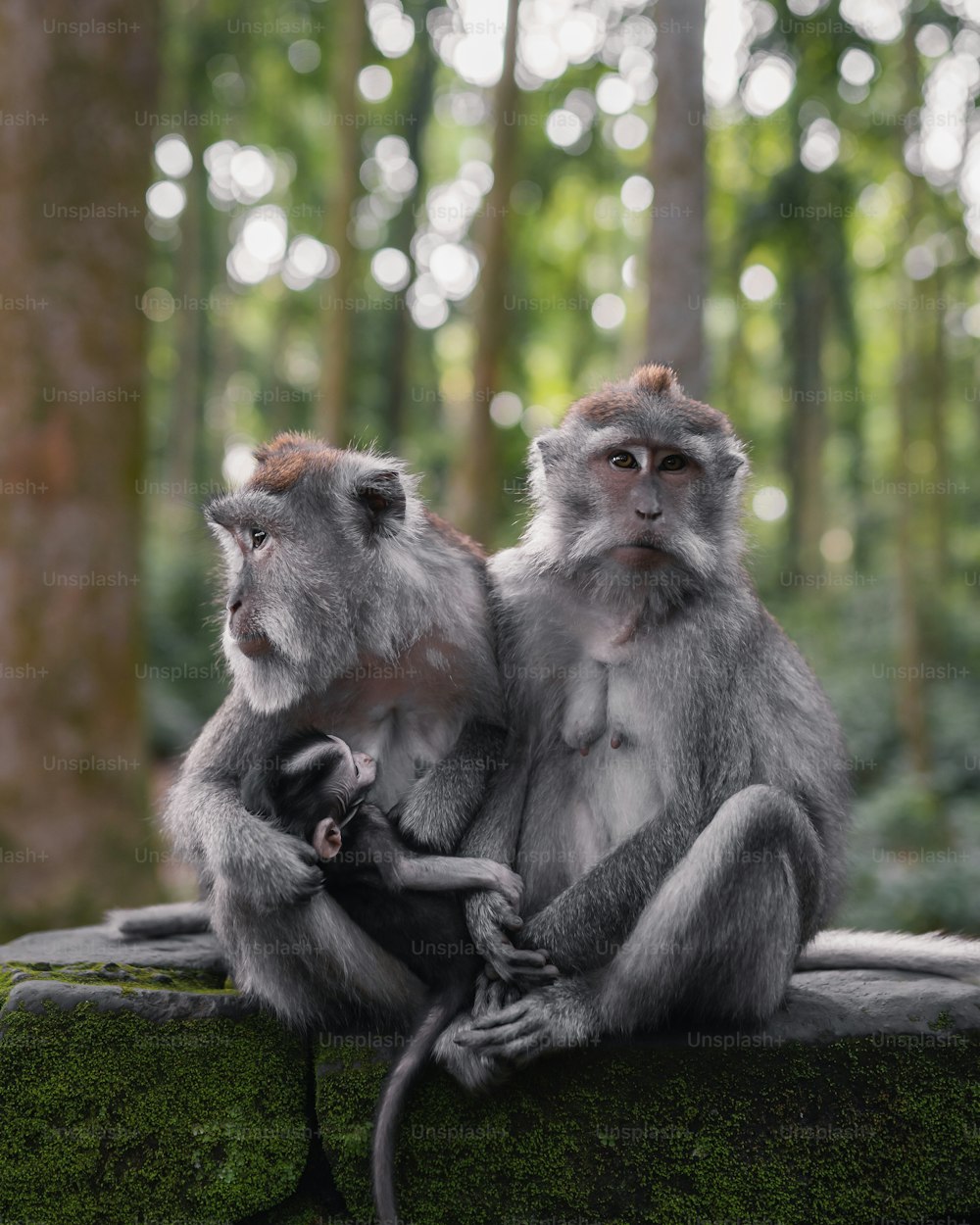 two monkeys sitting on a rock in a forest