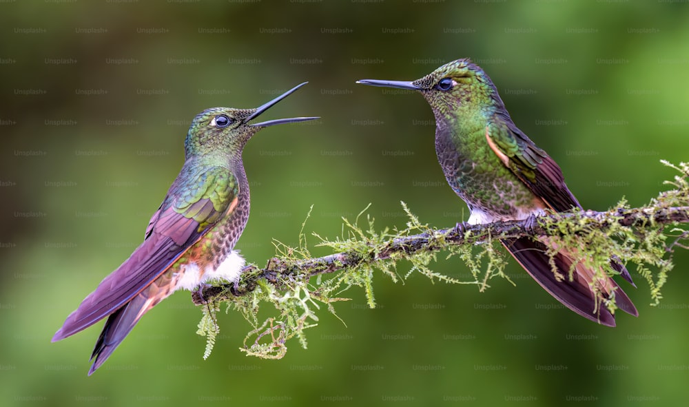 a couple of hummingbirds sitting on top of a tree branch