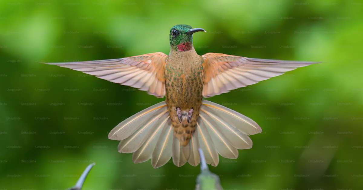 A Hummingbird Flapping Its Wings In The Air Photo Birds Image On Unsplash a-hummingbird-flapping-its-wings-in-the-air-photo-birds-image-on-unsplash