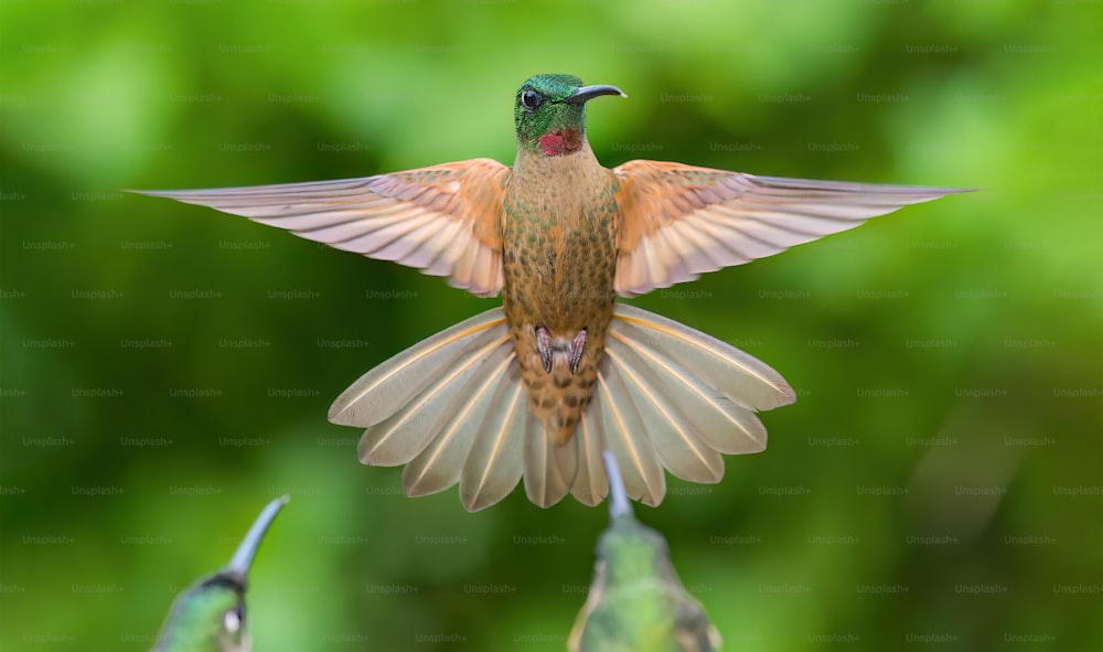 a hummingbird flapping its wings in the air