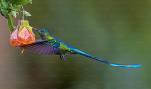 Un pájaro colorido volando junto a una flor