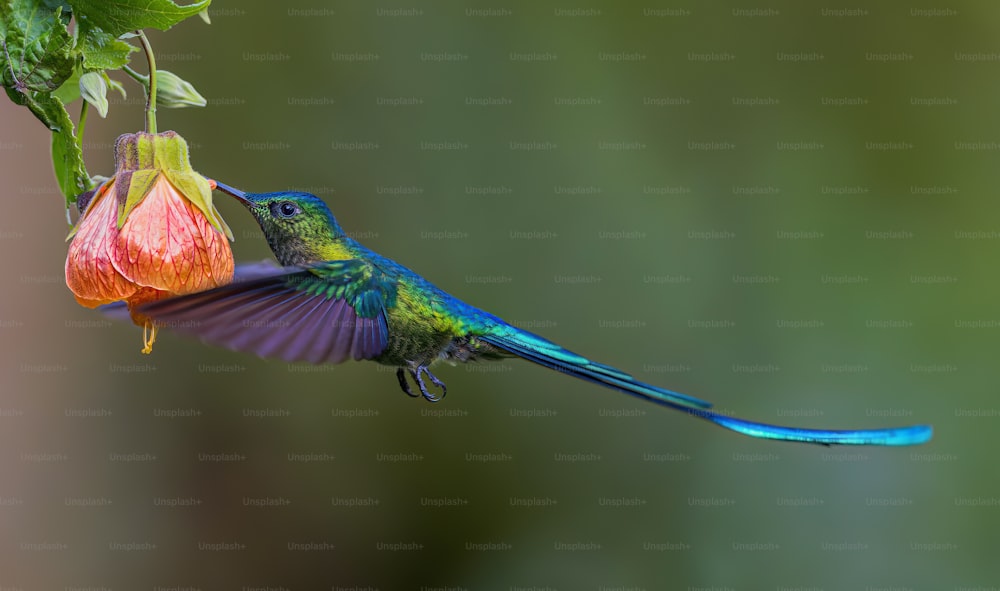 Un pájaro colorido volando junto a una flor