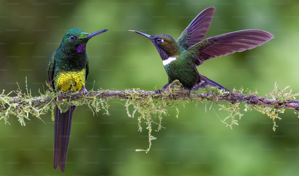 una coppia di uccelli che sono seduti su un ramo