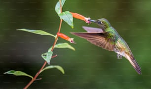 Un colibri survolant une fleur sur fond vert