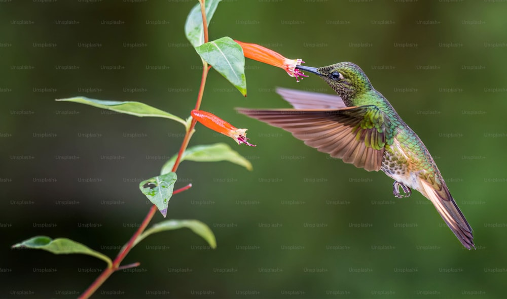 a hummingbird flying over a flower with a green background