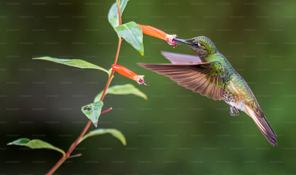 Ein Kolibri, der über eine Blume mit grünem Hintergrund fliegt