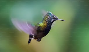 a hummingbird flying in the air with a blurry background