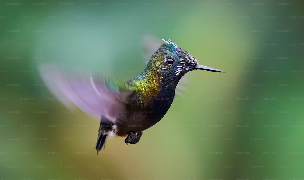 Ein Kolibri, der mit verschwommenem Hintergrund in der Luft fliegt