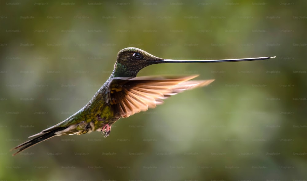 a hummingbird flying through the air with its wings spread