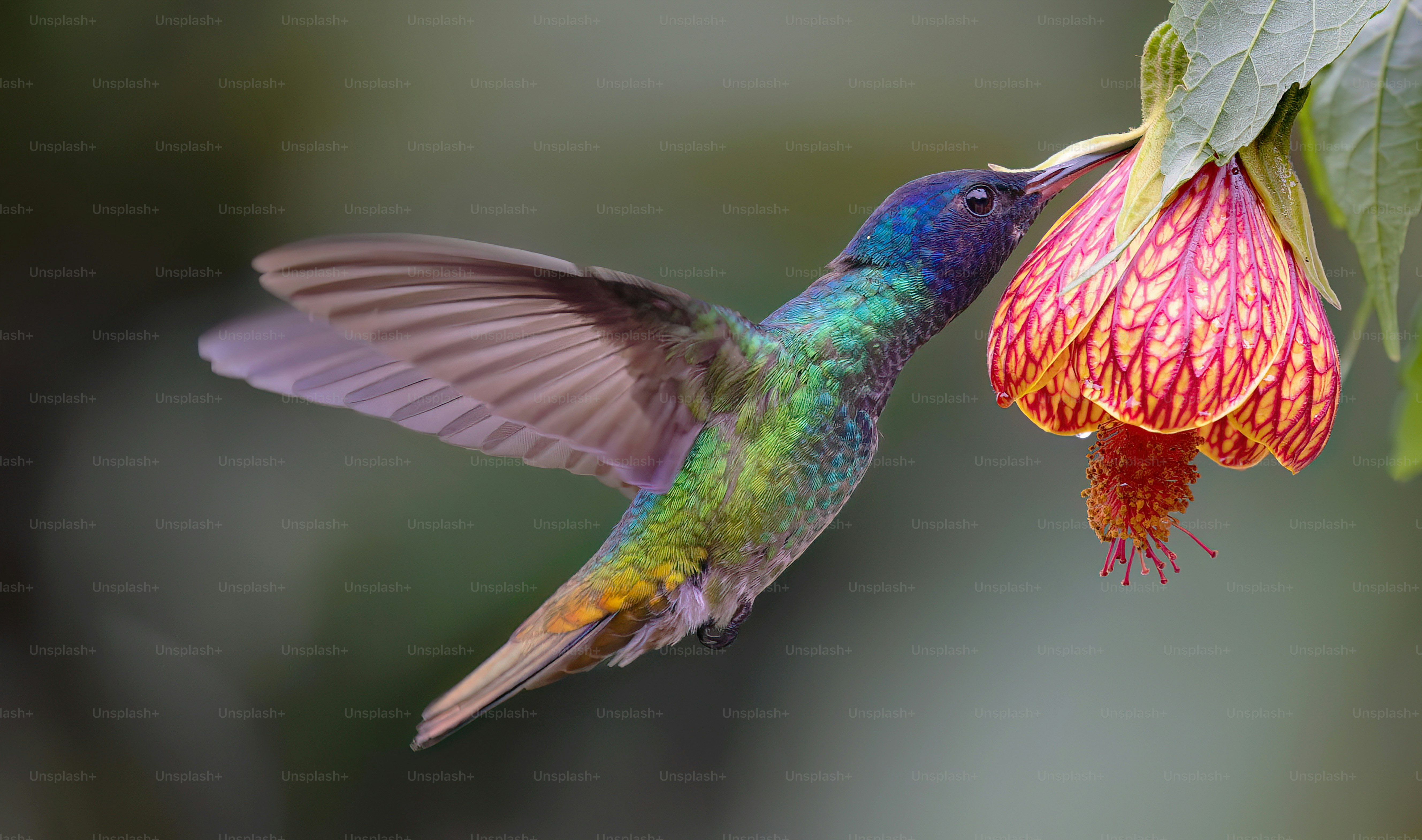 Un colorido colibrí alimentándose de una flor foto – Imagen de Flor en  Unsplash, image size:3000x1773