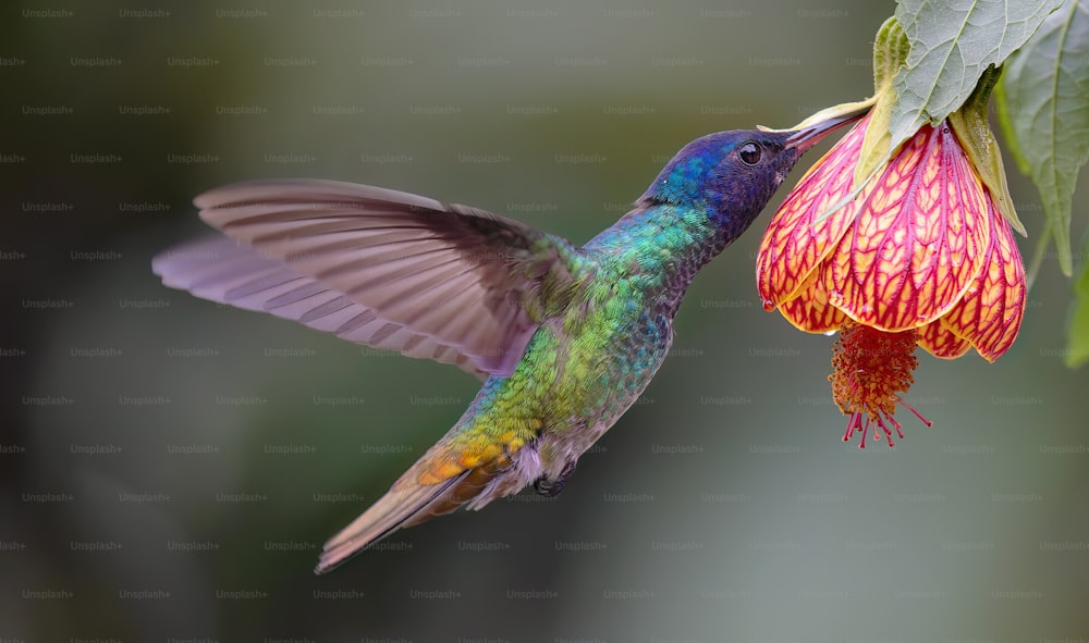 Un colorido colibrí alimentándose de una flor