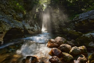 a stream running through a lush green forest